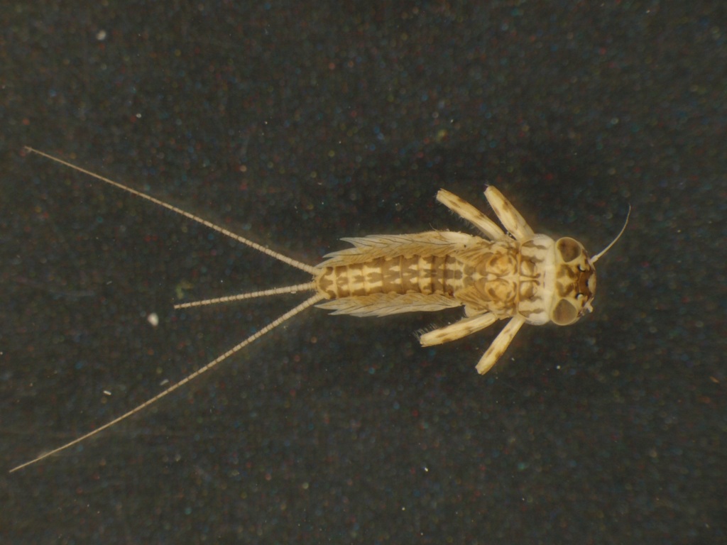 Kageronia fuscogrisea